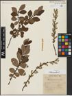Foto von Salix aurita L.